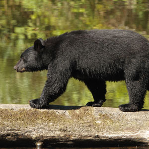 Black Bear