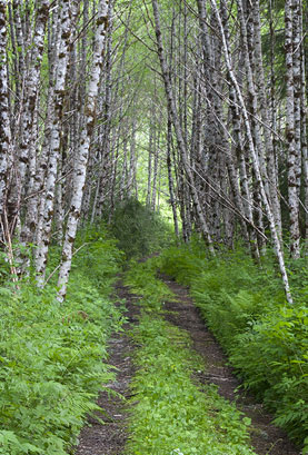 Hiking Trail